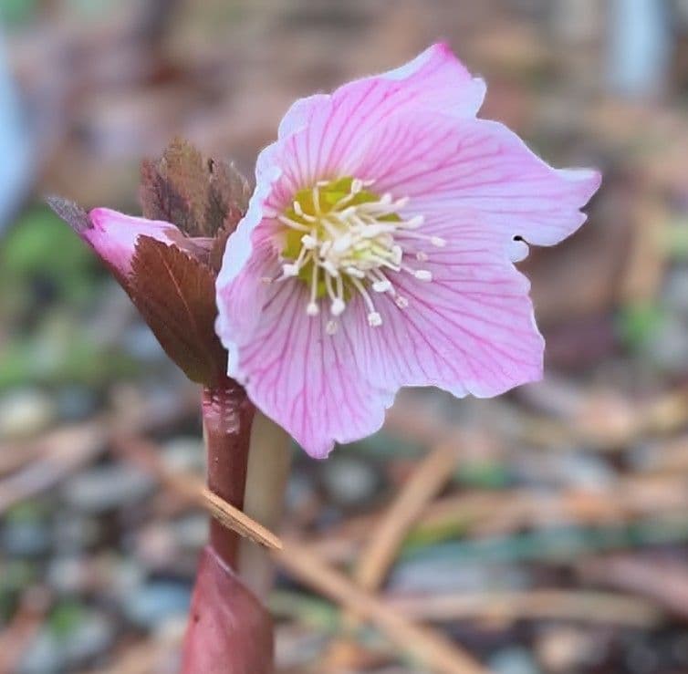 B ヘレボルス　クリスマスローズ　チベタヌス　３年苗