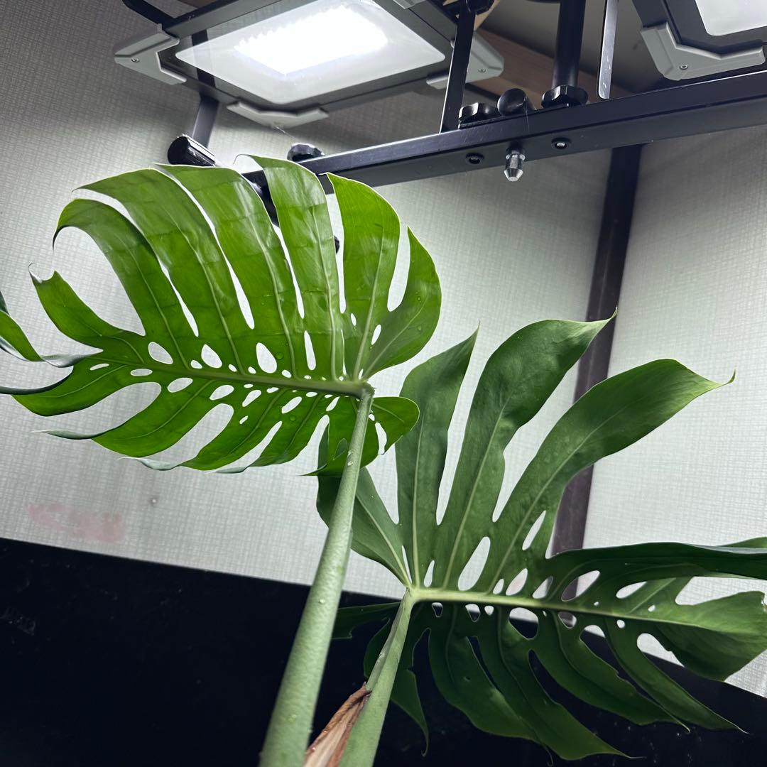 み*き様 モンステラデリシオーサマクロコズム超希少系統鉢植え72㎝