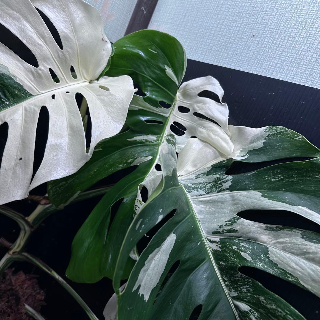 お*め様 斑入りモンステラ ホワイトタイガー極美大株71cm白斑多
