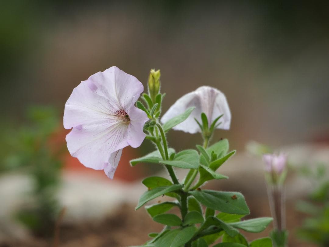 OLYMPUS M.ZUIKO 75-300mm f4.8-6.7Ⅱ