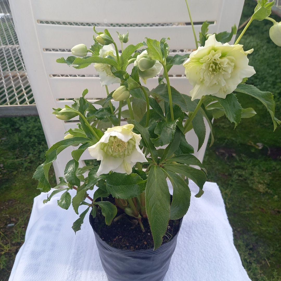 つぼみいっぱい！オリジナルグリーンリップ、2種植え♪クリスマスローズ大苗