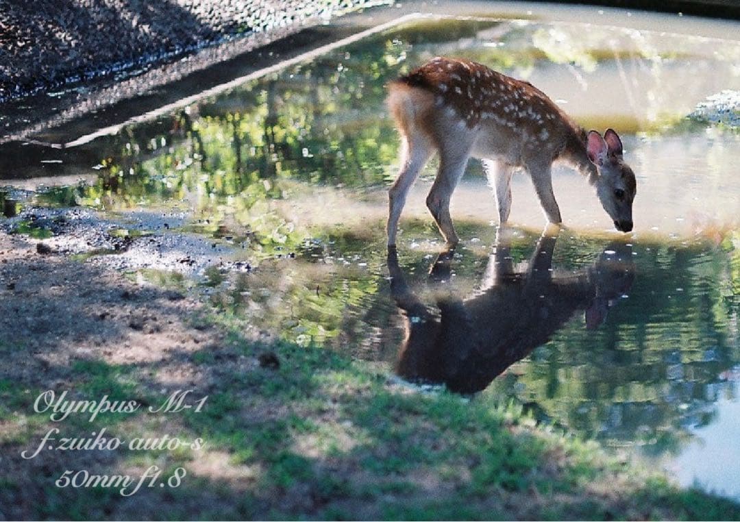 超希少！完動・美品★オリンパスm-1（om-1） &Mシス f1.8★作例多数