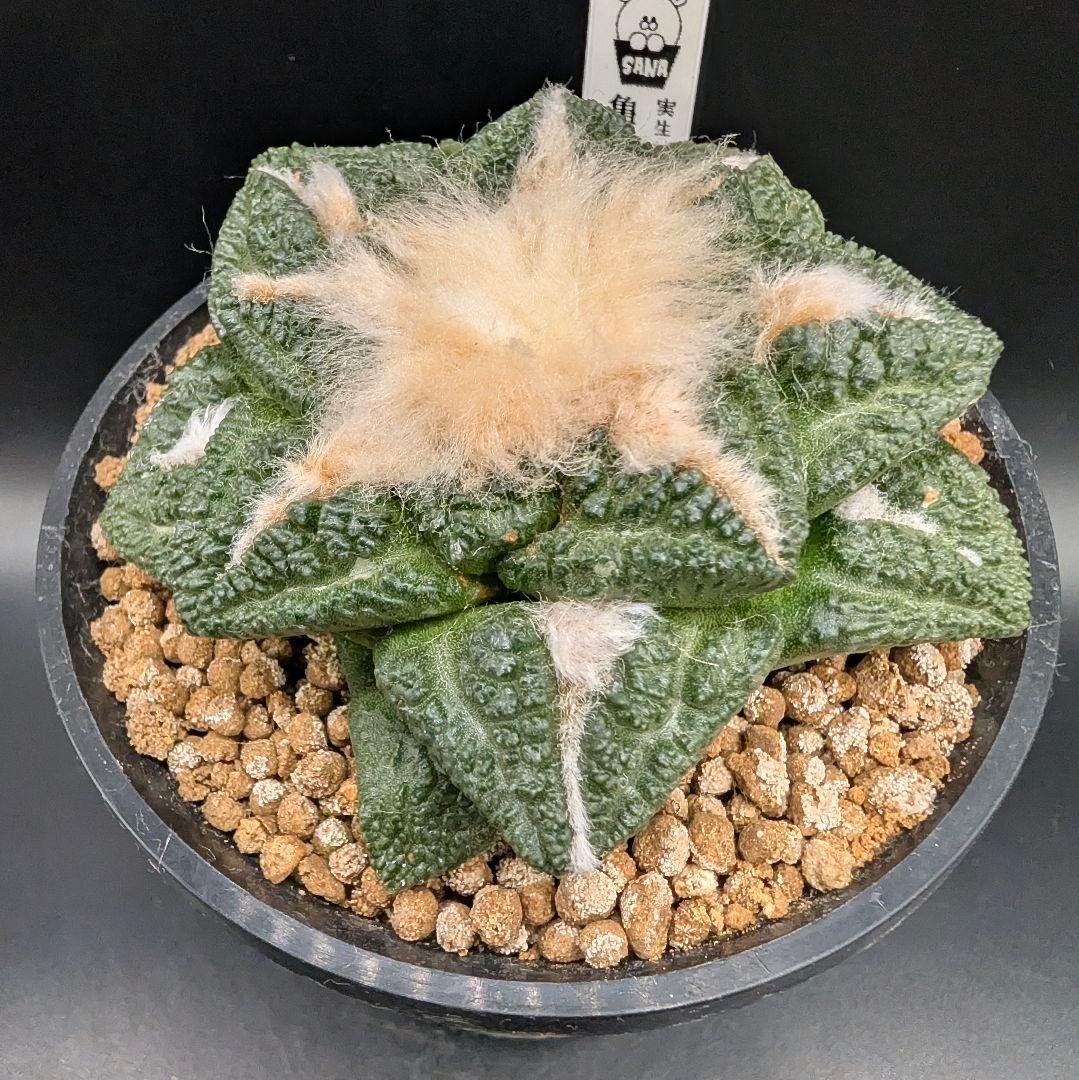 み*ん様 亀甲牡丹 国内実生 鉢植え メルカリ便送料込み