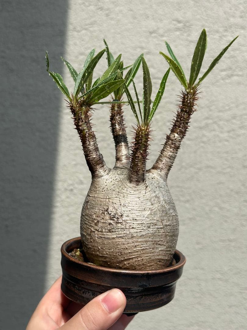 【良型】パキポディウムグラキリス　現地球　発根済　たけろうポット植え込み