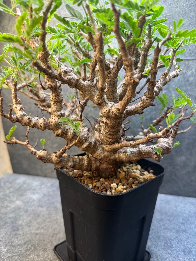 センナ　メリディオナリス　海外実生　発根済み　359