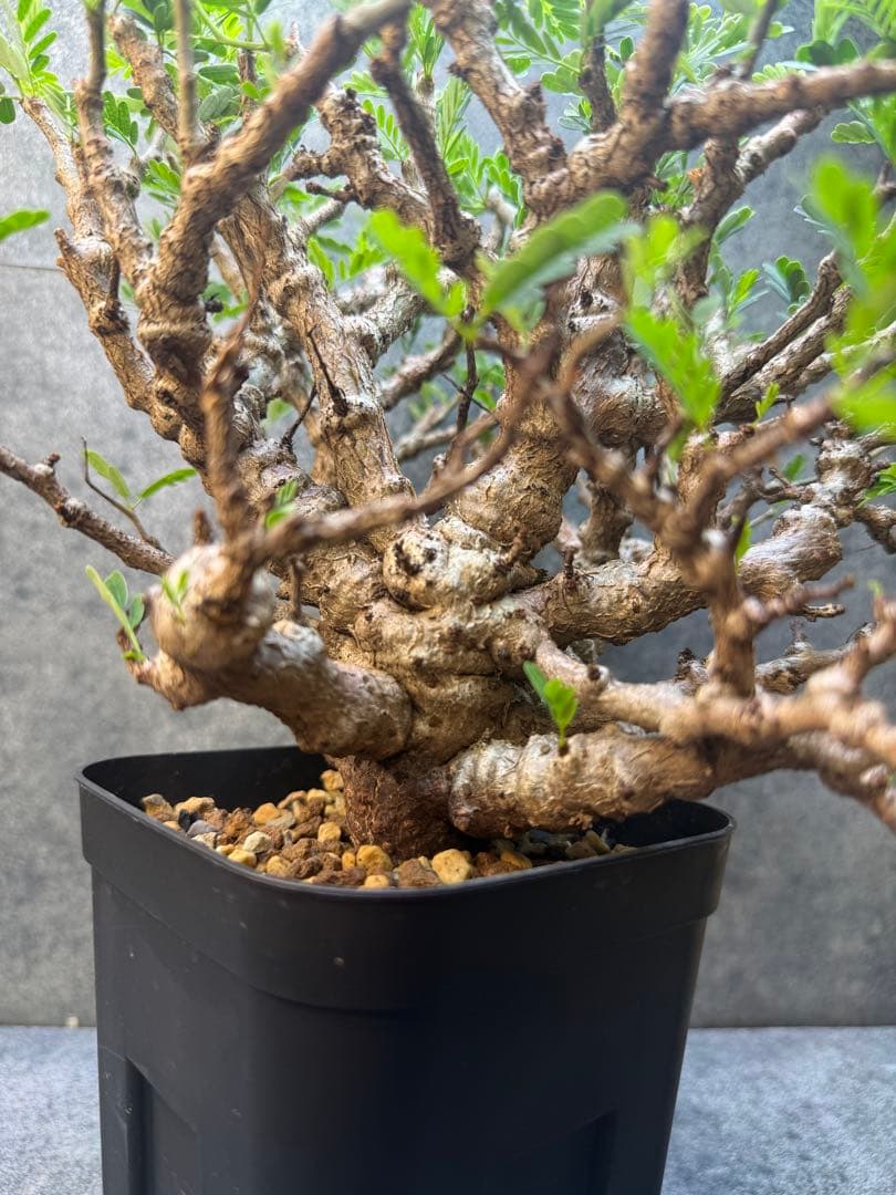 センナ　メリディオナリス　海外実生　発根済み　359