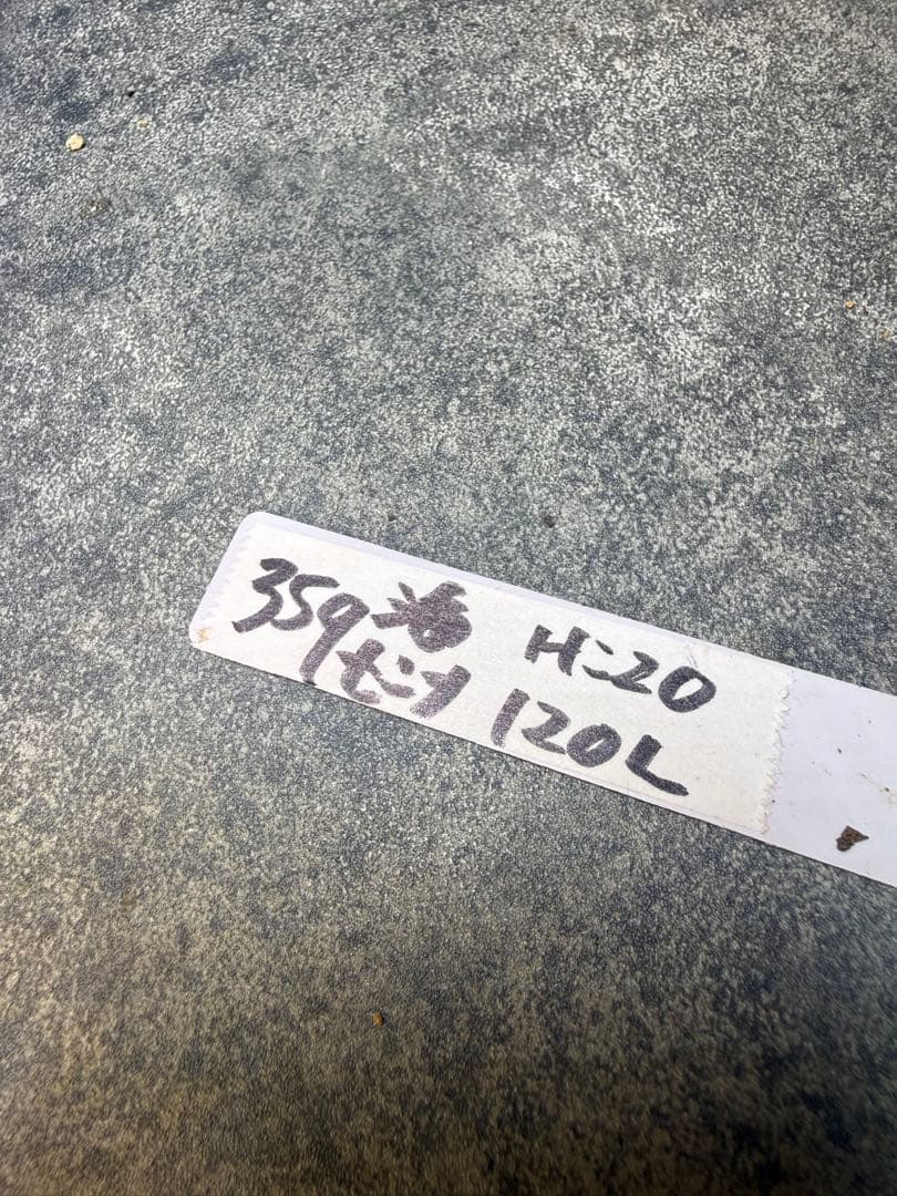 センナ　メリディオナリス　海外実生　発根済み　359