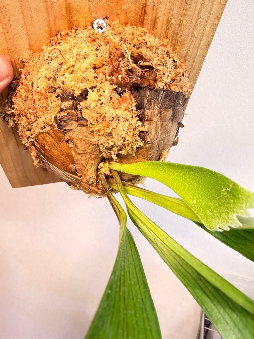 tbt　ビカクシダP. Flamenco