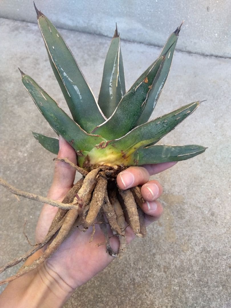 アガベ　笹吹雪　ニッケルシー　20センチ❗子株つき❗