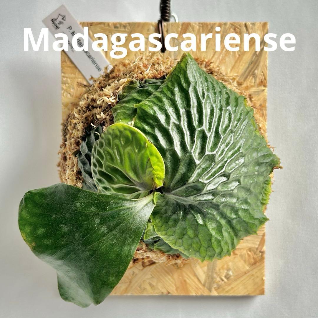 P. Madagascariense【大株】
