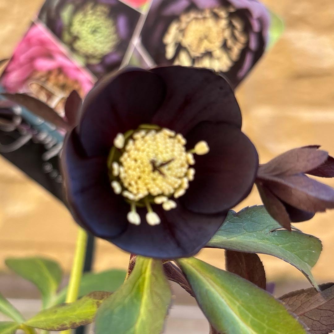 まい様ご購入品　クリスマスローズ　広瀬園芸　写楽　計2点　現品　匿名発送