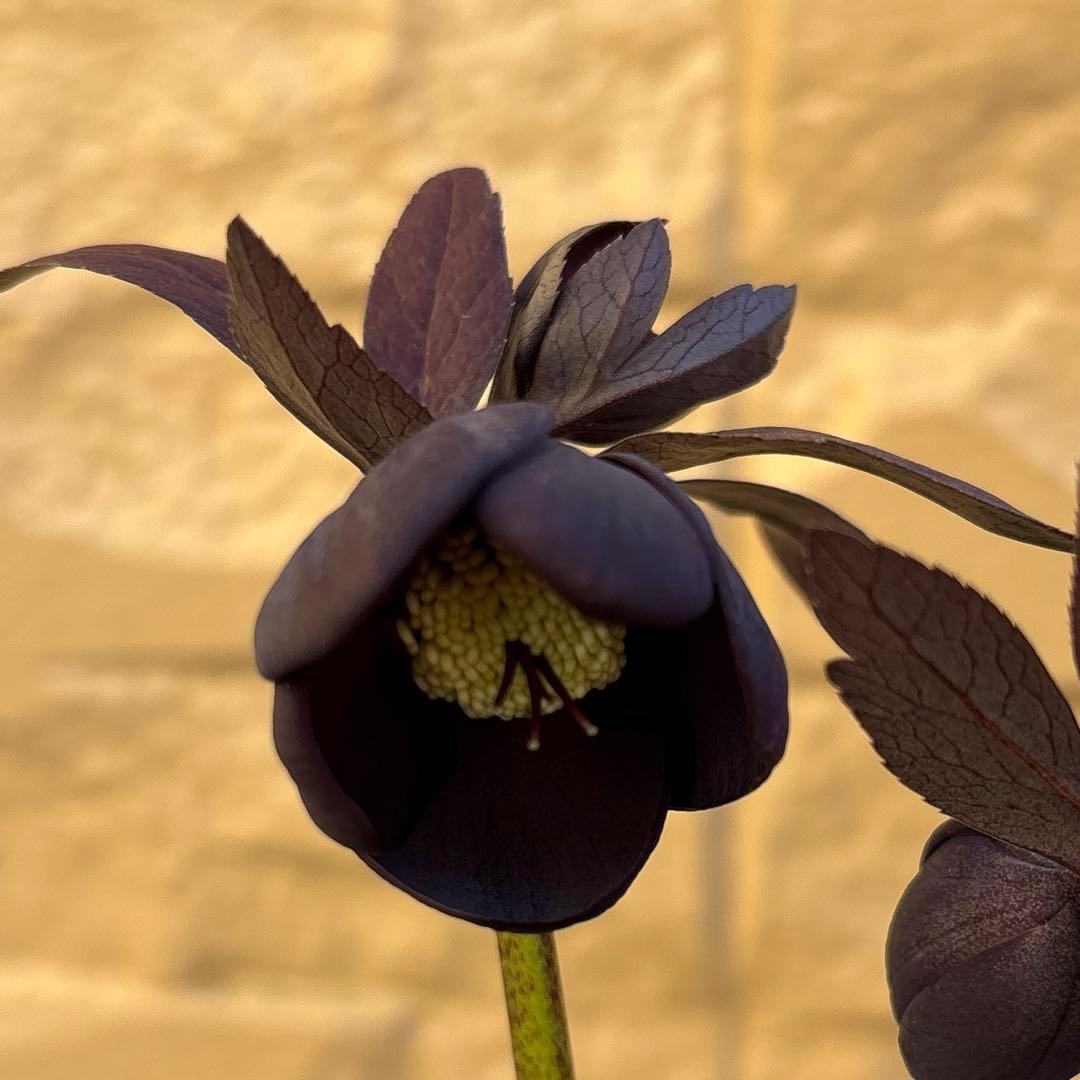 まい様ご購入品　クリスマスローズ　広瀬園芸　写楽　計2点　現品　匿名発送