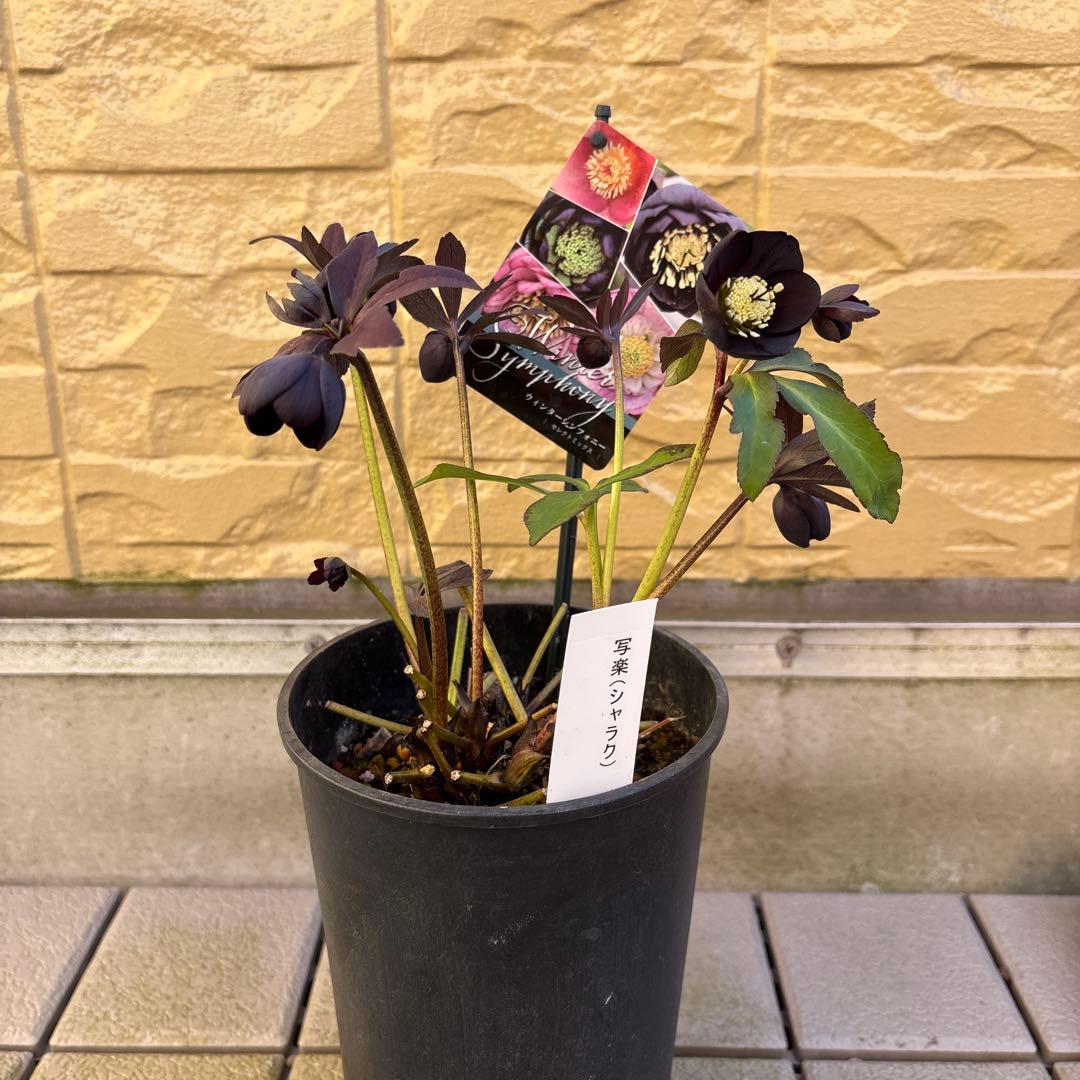 まい様ご購入品　クリスマスローズ　広瀬園芸　写楽　計2点　現品　匿名発送