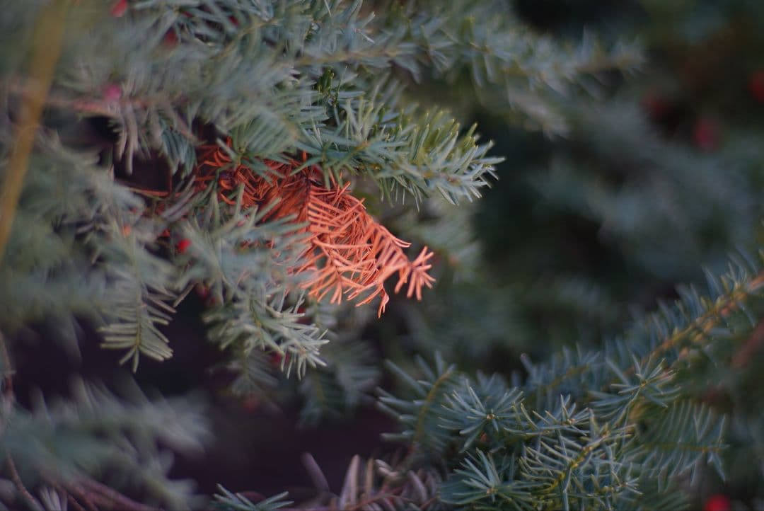 071_Carl Zeiss Planar 85/1.4 Y/Cマウント