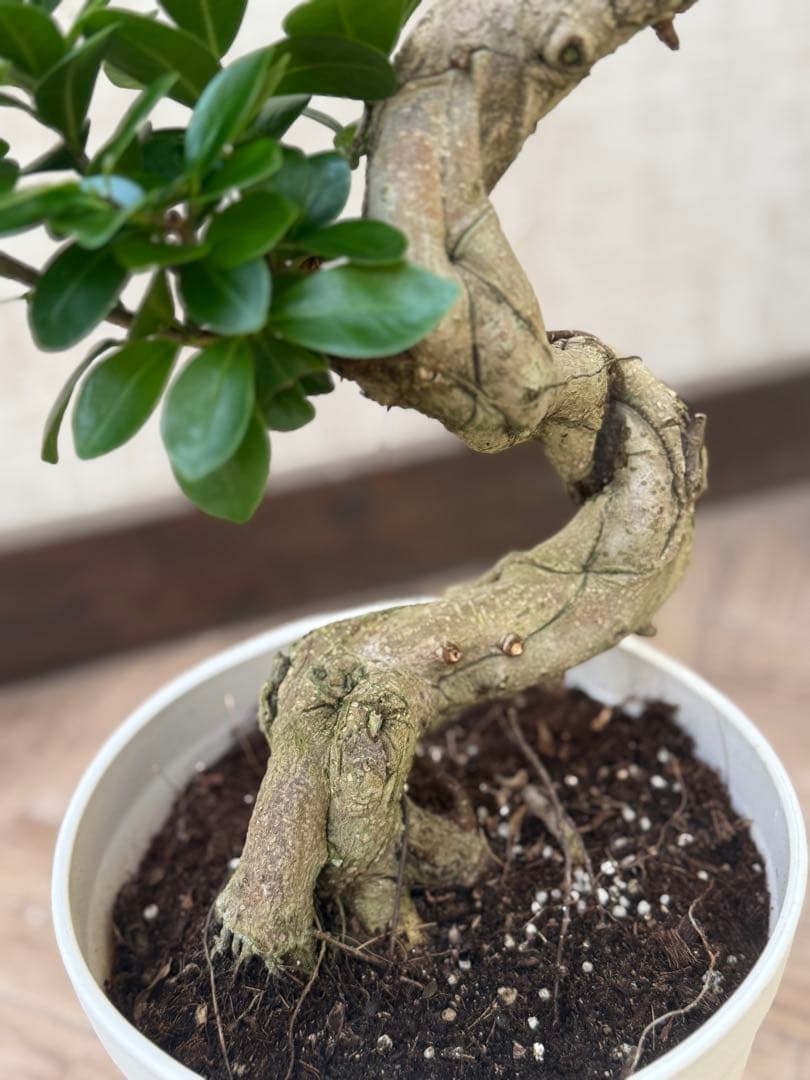 ☆ ガジュマル♪ 沖縄産原木◦太幹ねじり 80cm ⑦号♪