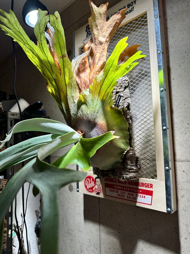 か*し様 p.willinckii wild 大株