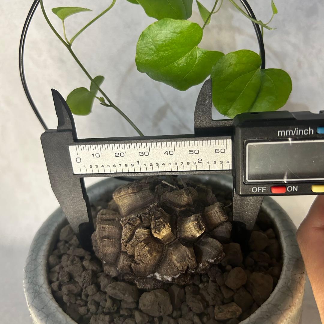 亀甲竜 (鉢入り) 6cm越え バキボコ割れ ディオスコレア　塊根植物