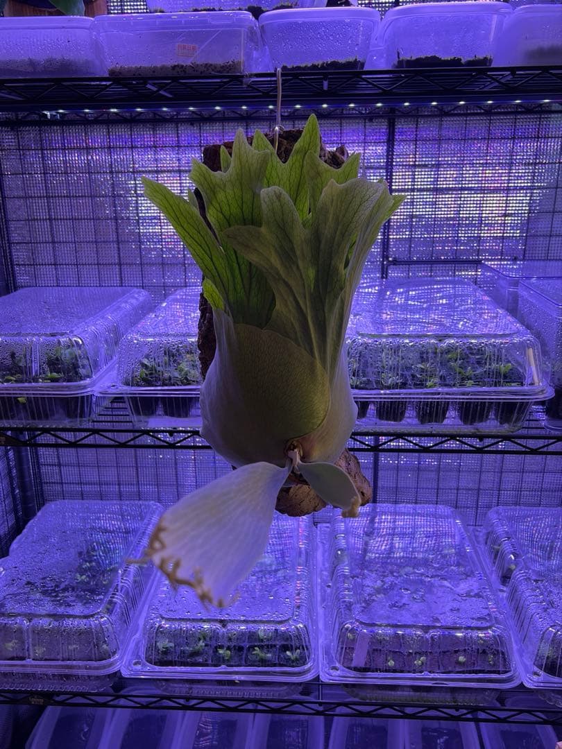 ビカクシダ Banna#A 大株 コルク付け