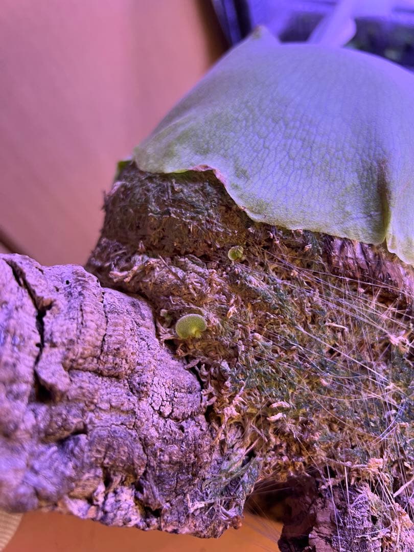 ビカクシダ Banna#A 大株 コルク付け