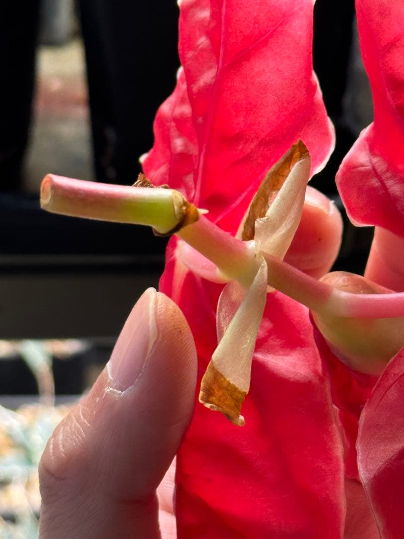 m*a様 ベゴニア マクラータ 斑入り　発根管理