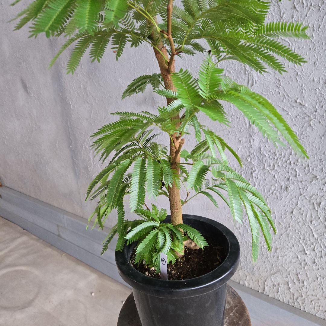 ②　エバーフレッシュ　8号極太　最高等級極上品‼️