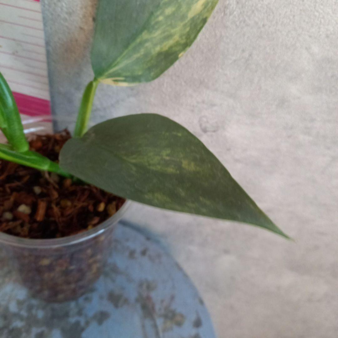 超希少 フィロデンドロン　シルバーソード斑入 (ハスタータム斑入)