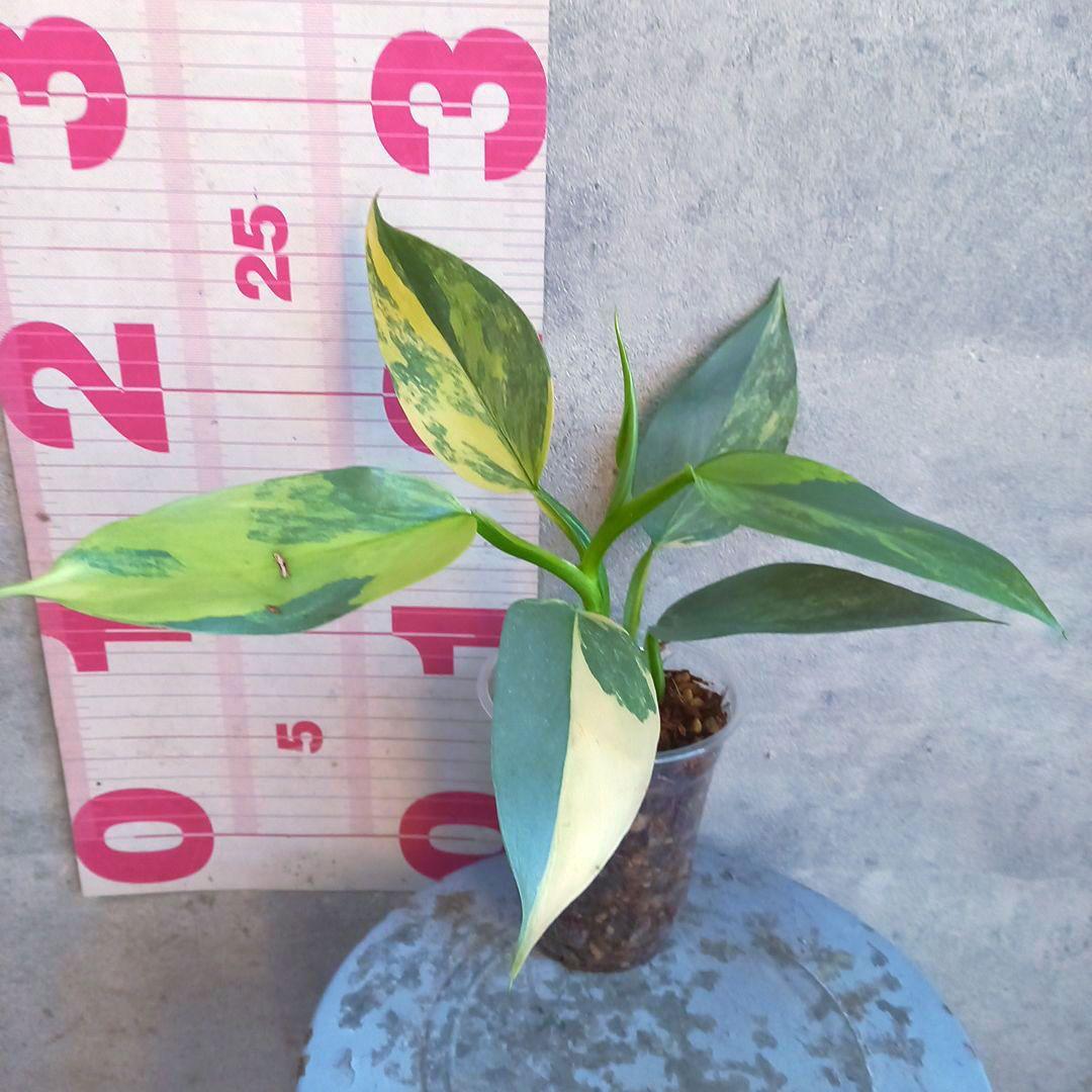 超希少 フィロデンドロン　シルバーソード斑入 (ハスタータム斑入)