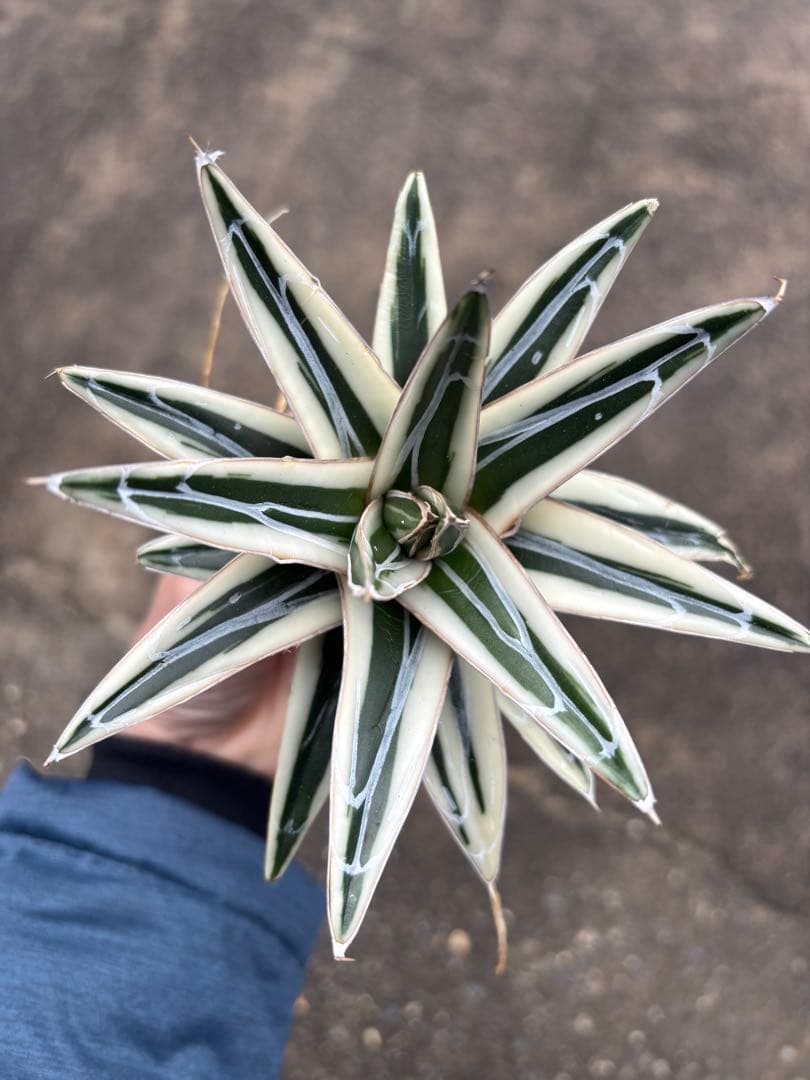アガベ　氷山　大株　変わり斑