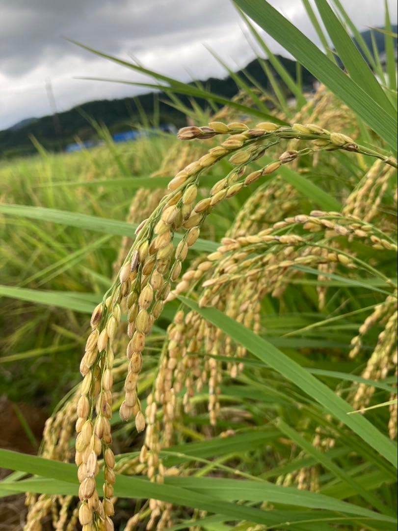 【農薬不使用】パウダー10種類飲み比べセット30本各(3本入り×10種類)