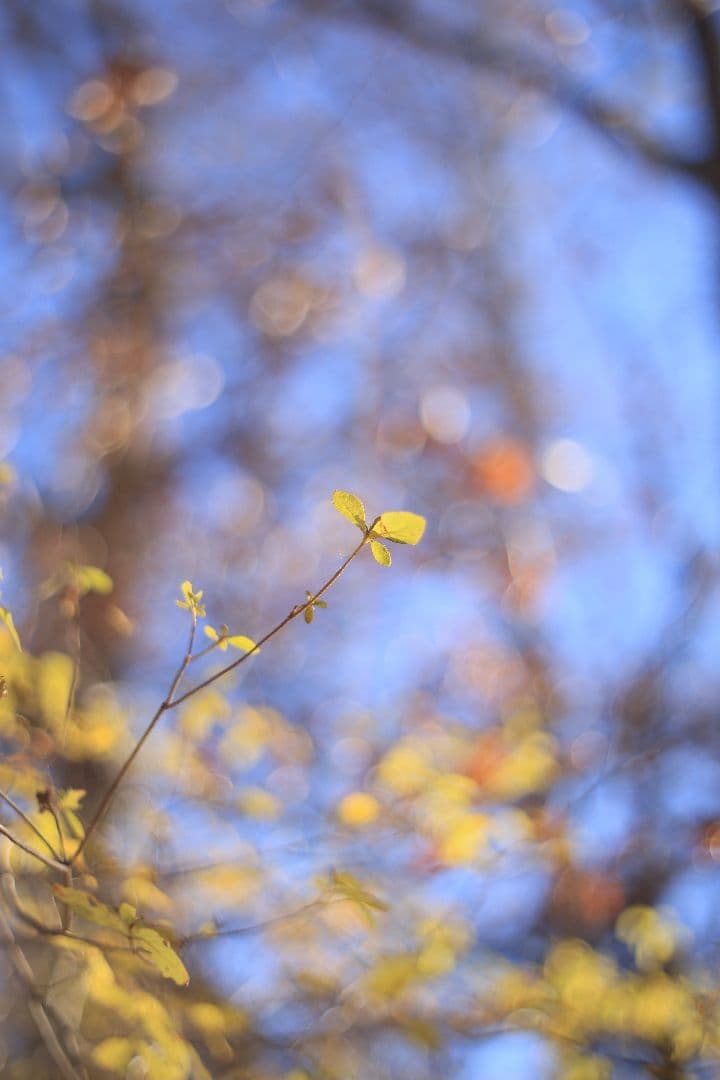 Super-Takumar 55mm F1.8 前期型 S/N：1138358
