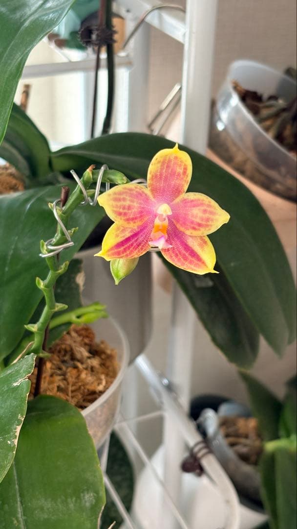 【希少・大株】胡蝶蘭　花茎3本 開花中 つぼみ付き ファレノプシス 原種交配種