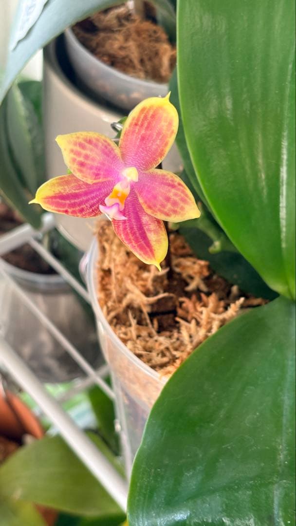 【希少・大株】胡蝶蘭　花茎3本 開花中 つぼみ付き ファレノプシス 原種交配種