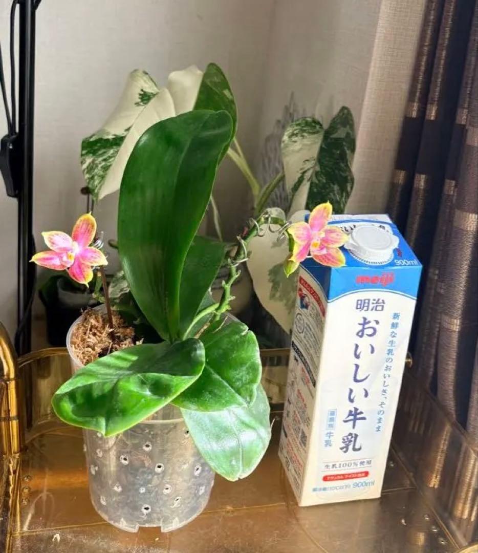 【希少・大株】胡蝶蘭　花茎3本 開花中 つぼみ付き ファレノプシス 原種交配種