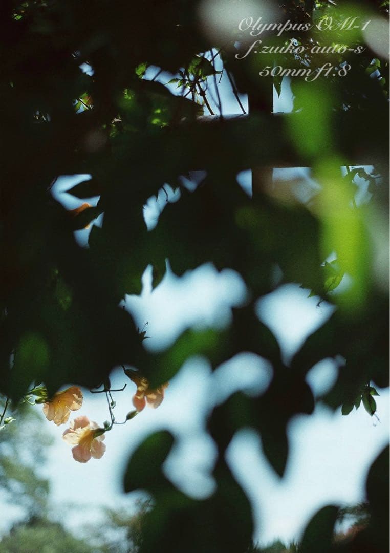 ★完動品＊美品＊初期保証★OM-1 &レンズf1.8★リザード本革外装★作例多数