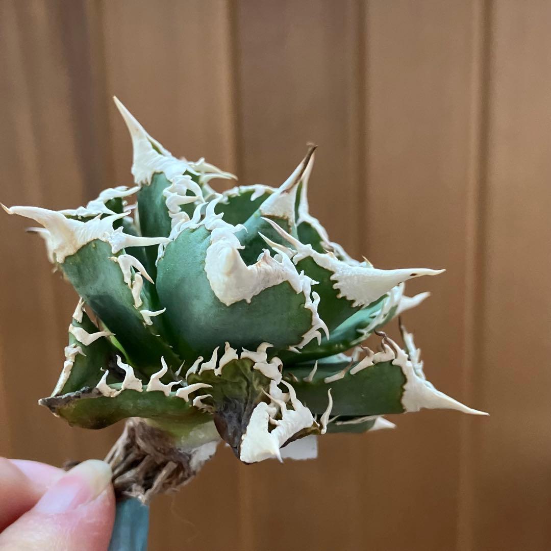 J*J様 【オークション】13 ラスト1株　優秀　アガべ　白豪刺　白豪棘　TC