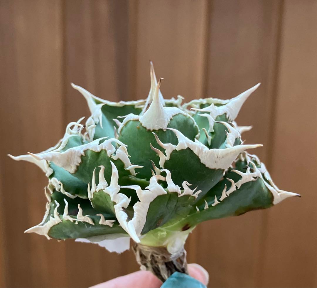 J*J様 【オークション】13 ラスト1株　優秀　アガべ　白豪刺　白豪棘　TC