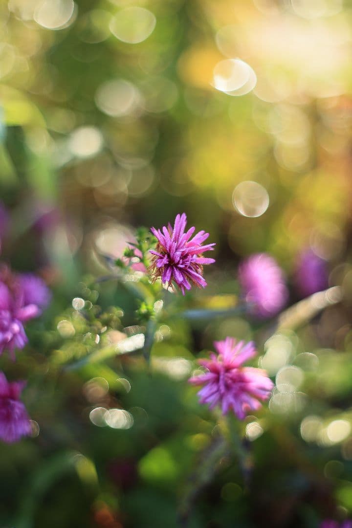 Super-Takumar 55mm F1.8 初期型 S/N：834345