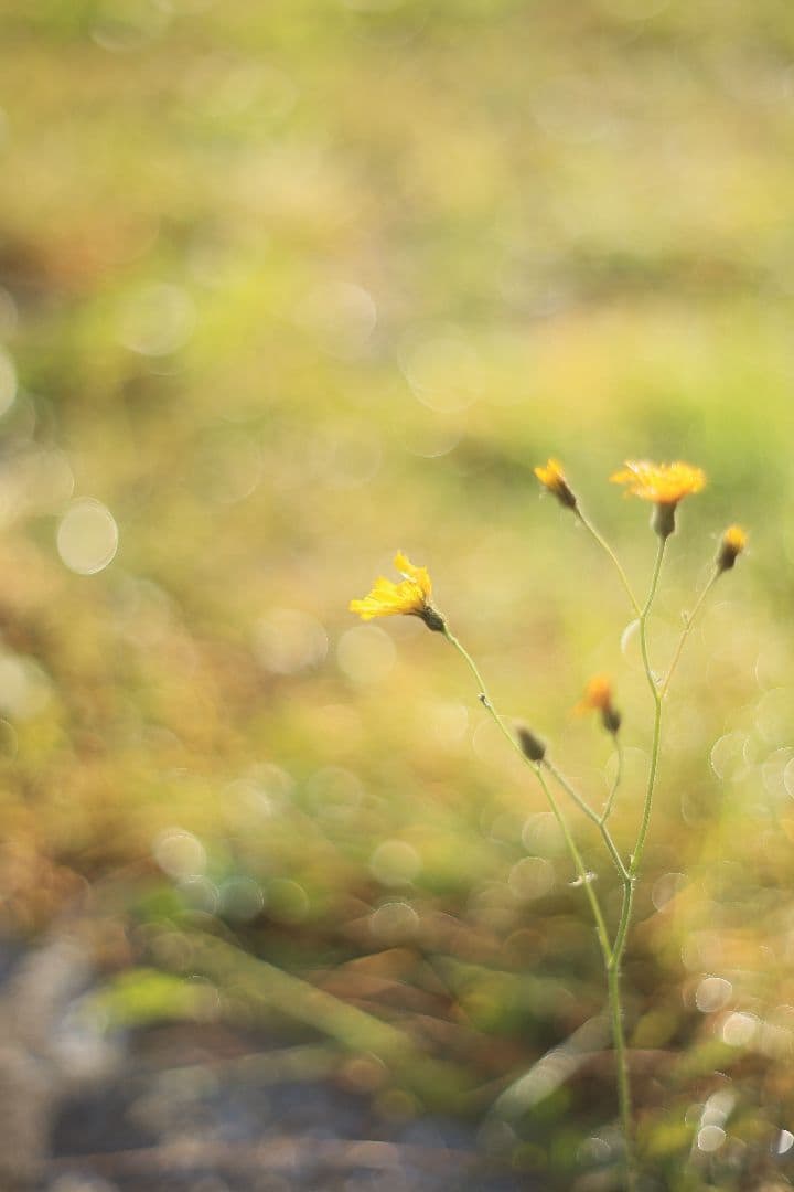 Super-Takumar 55mm F1.8 初期型 S/N：834345