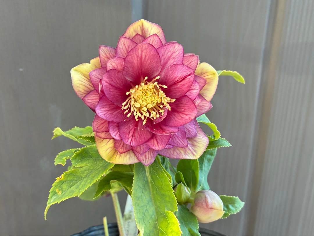 アオサ♡DDレッドゴールド白抜け　整形花