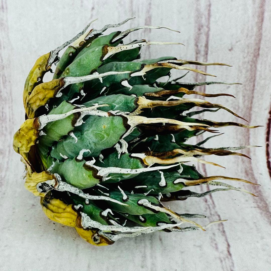 ⑦ アガベ ユタエンシス エボリスピナ 陽炎