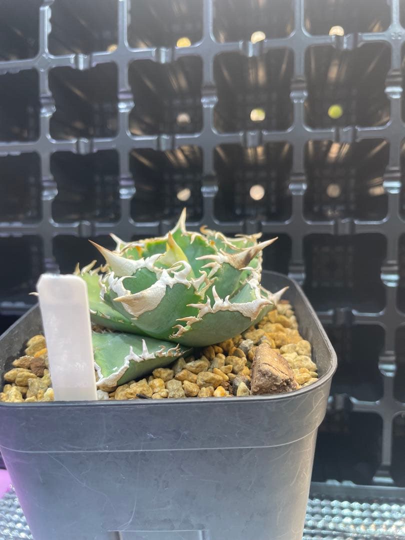 TAKENOKO SHOP アガベチタノタホオジロザメCJスペシャル ⑤