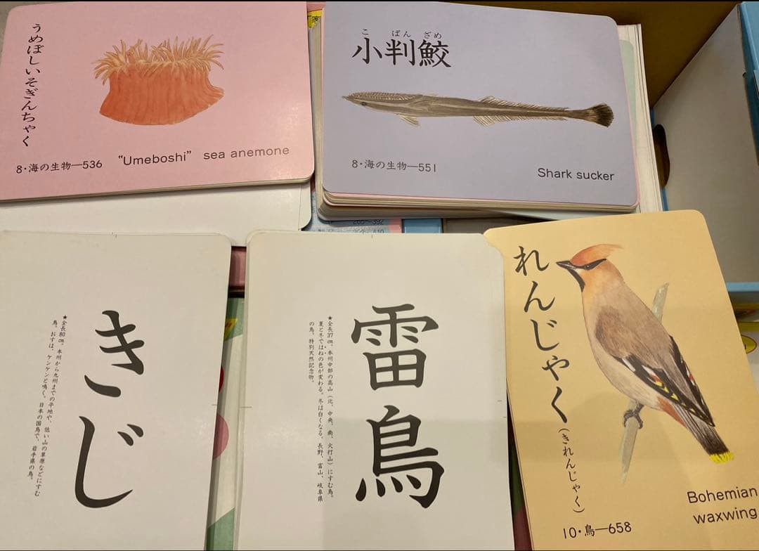 ⭐️家庭保育園　楽しい絵カード1500 CD(翻訳冊子付)セットフラッシュカード⭐️