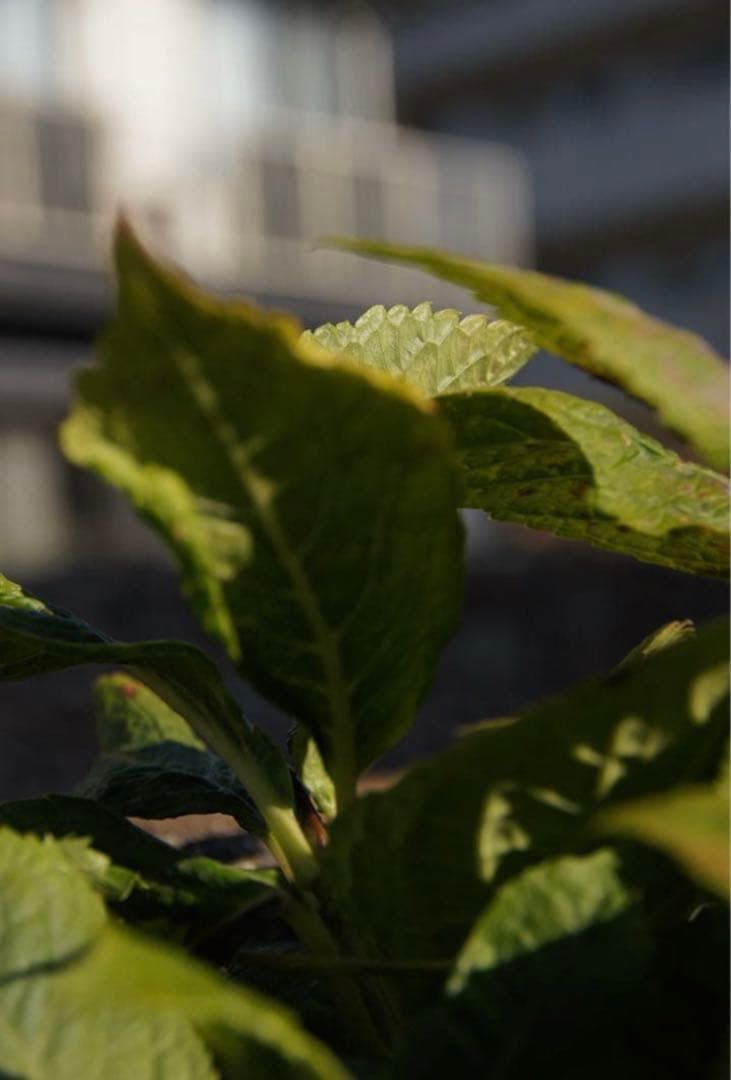 ❤️最終値下げ！バッテリー2個付き！❤️SONYα55ダブルレンズセット早い者勝ち❗️