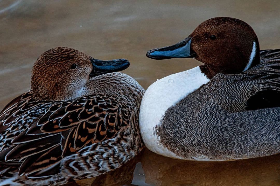 シグマ 150-600mm F5-6.3 DG OS HSM ニコン F