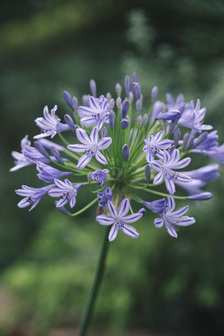 classik様　Leica Elmarit 90mm F2.8オールドレンズ