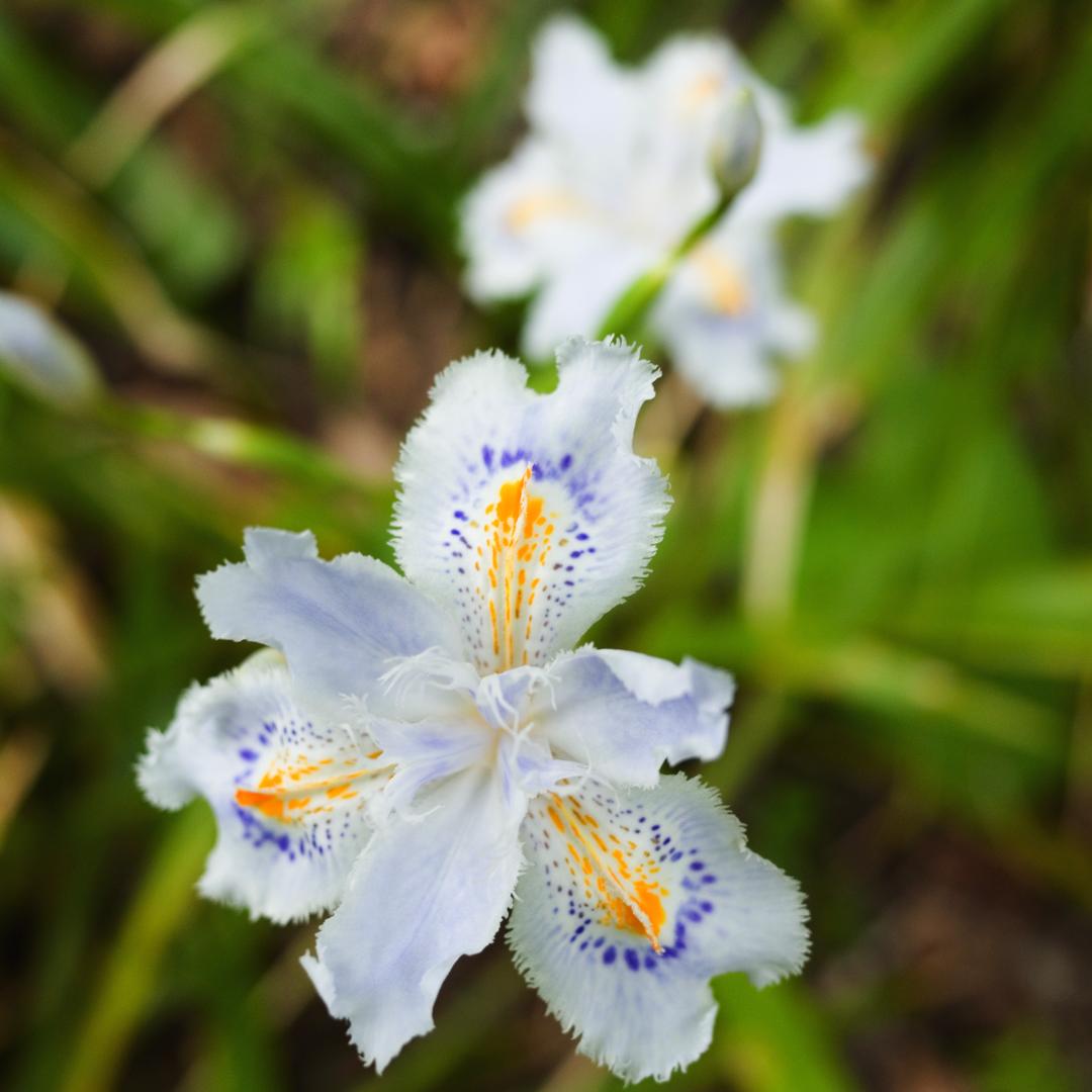 RICOH GR 　APS-C　 少ないショット数