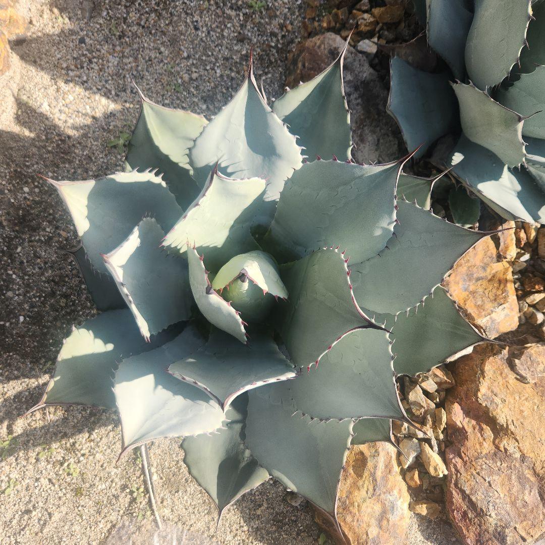 パリートランカータ