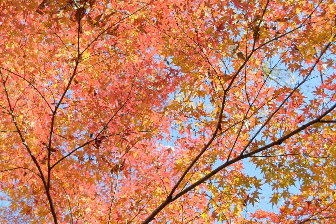 極少ショット数 作例あり ライカ D-LUX 4 Leica 光学極上品