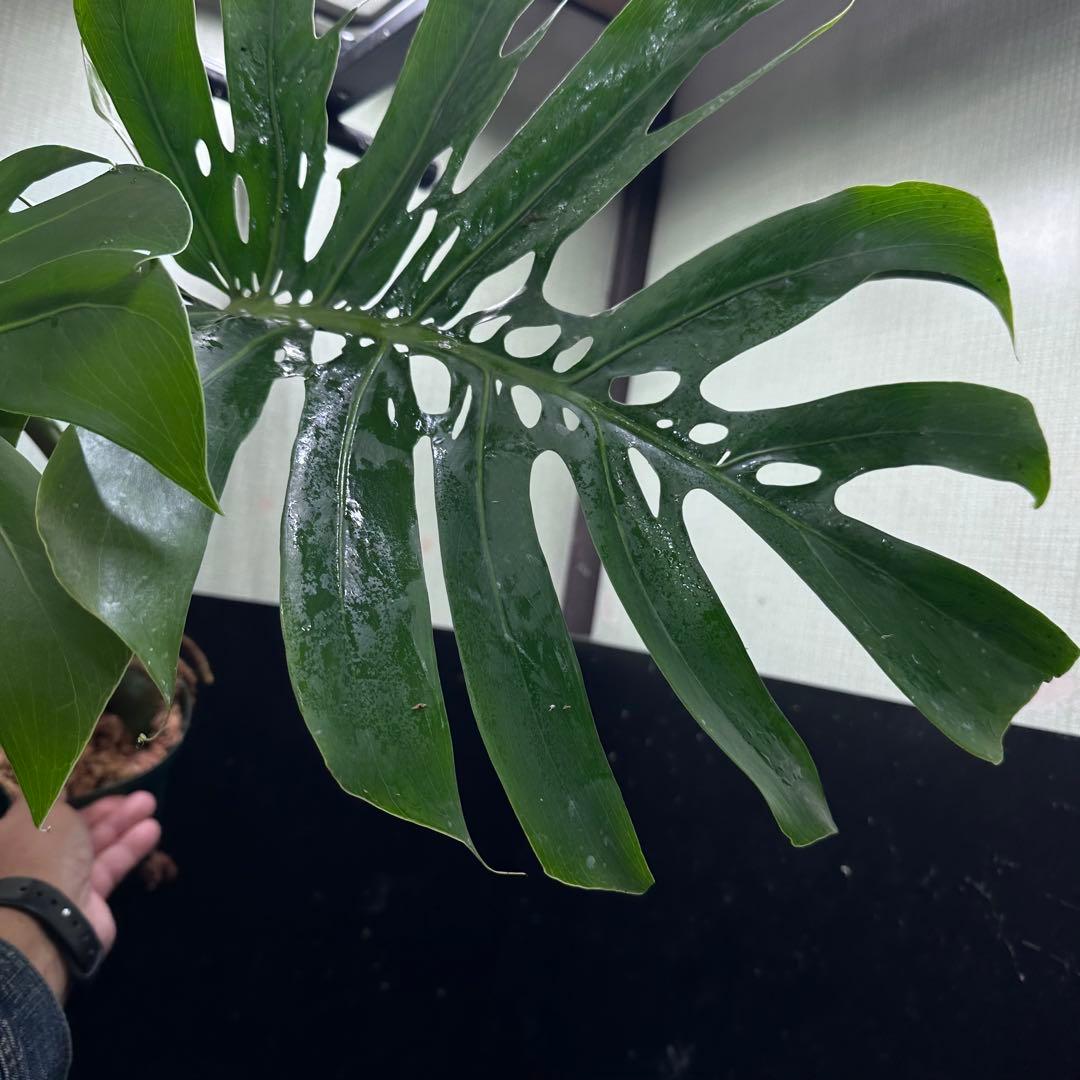 P*Y様 モンステラデリシオーサマクロコズム超希少系統鉢植え