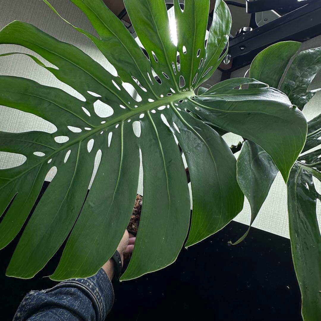 P*Y様 モンステラデリシオーサマクロコズム超希少系統鉢植え